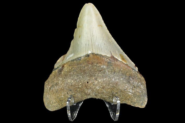 Fossil Megalodon Tooth - North Carolina #109043